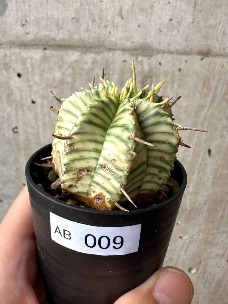 m*.様 メロフォルミス 観葉植物 【現品限り】ユーフォルビア・メロフォルミス錦【AB9