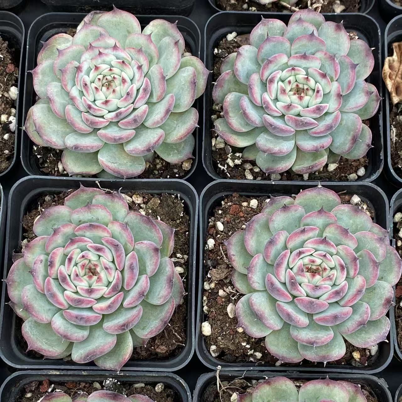 プ*す様 B5003-4 抜き苗 ヒメレン錦 35株 ふっくら 多肉植物 エケベ