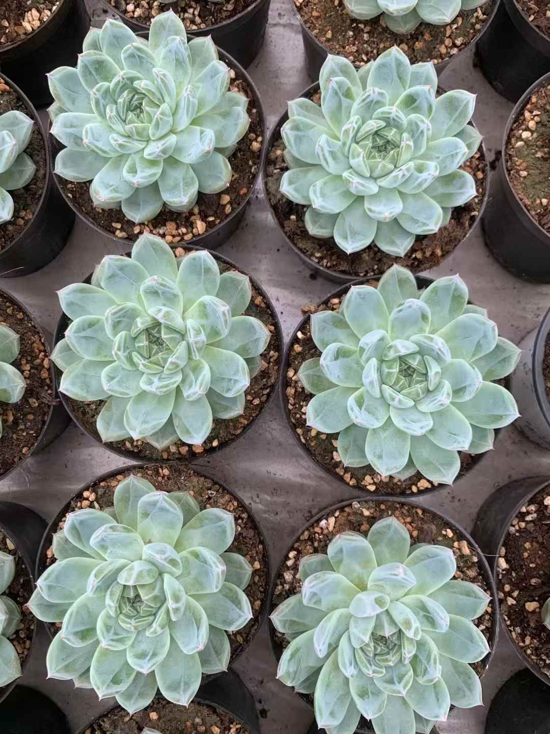 15株の抜き苗セット】スノーフラワージェニー 多肉植物 佐川急便発送