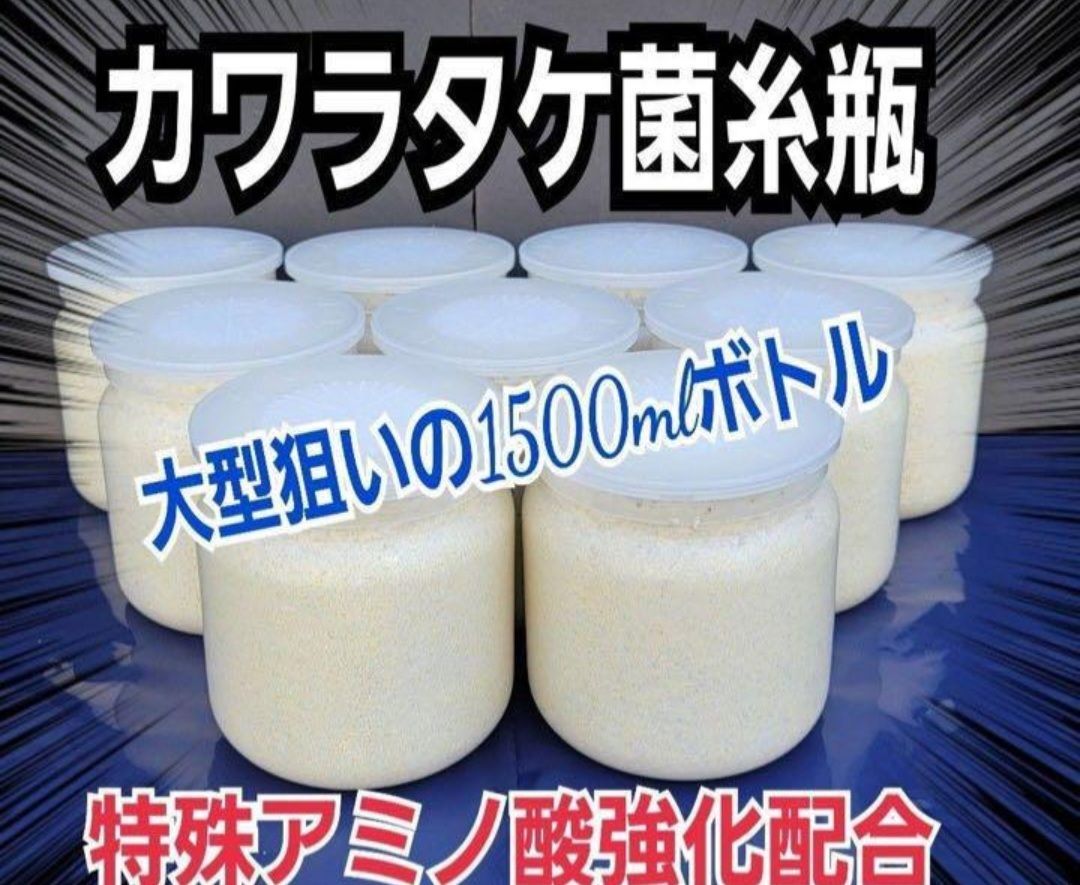 菌糸ブロック カワラタケ 10点セット-