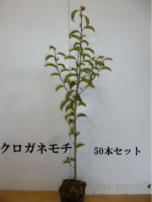 50本セット クロガネモチ樹高0.5m前後10.5cmポット