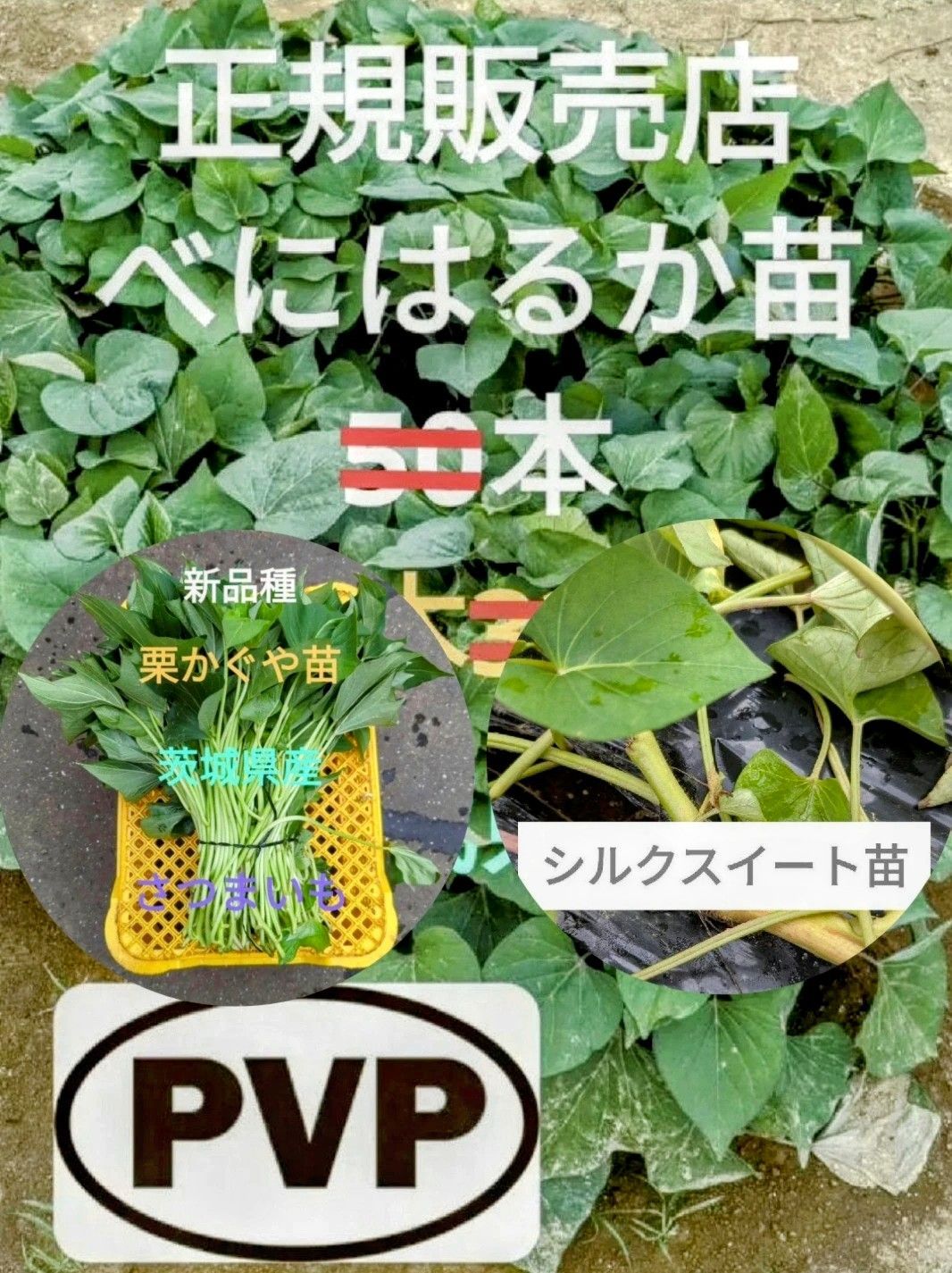 さつまいも苗 200本