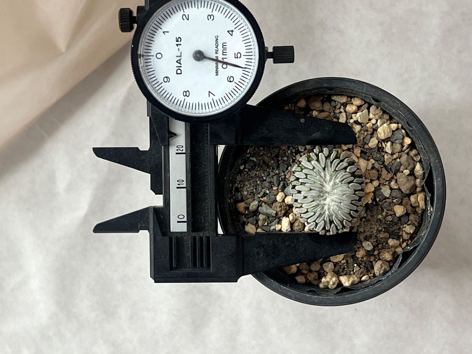 希少) 精巧丸 綴化 ペレキフォラ アセリフォルミス サボテン 希少