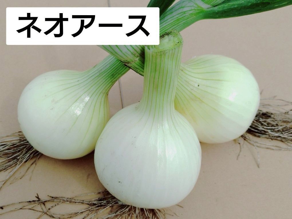 玉ねぎ苗 500本 極早生