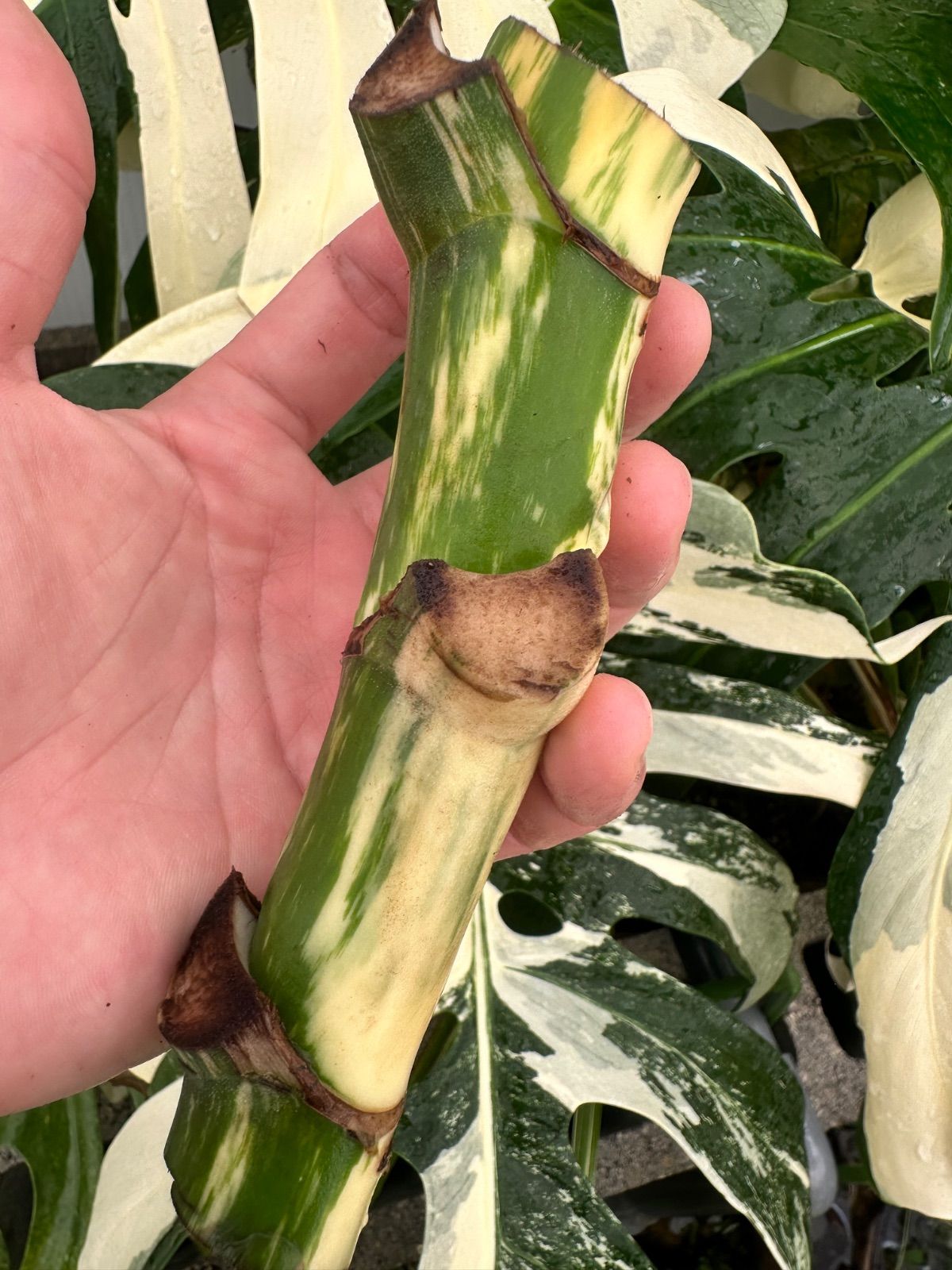 モンステラ ホワイトタイガー 茎1本 発根済 斑入り お得な極上茎【発根済み気根付き】斑入り モンステラ ホワイト