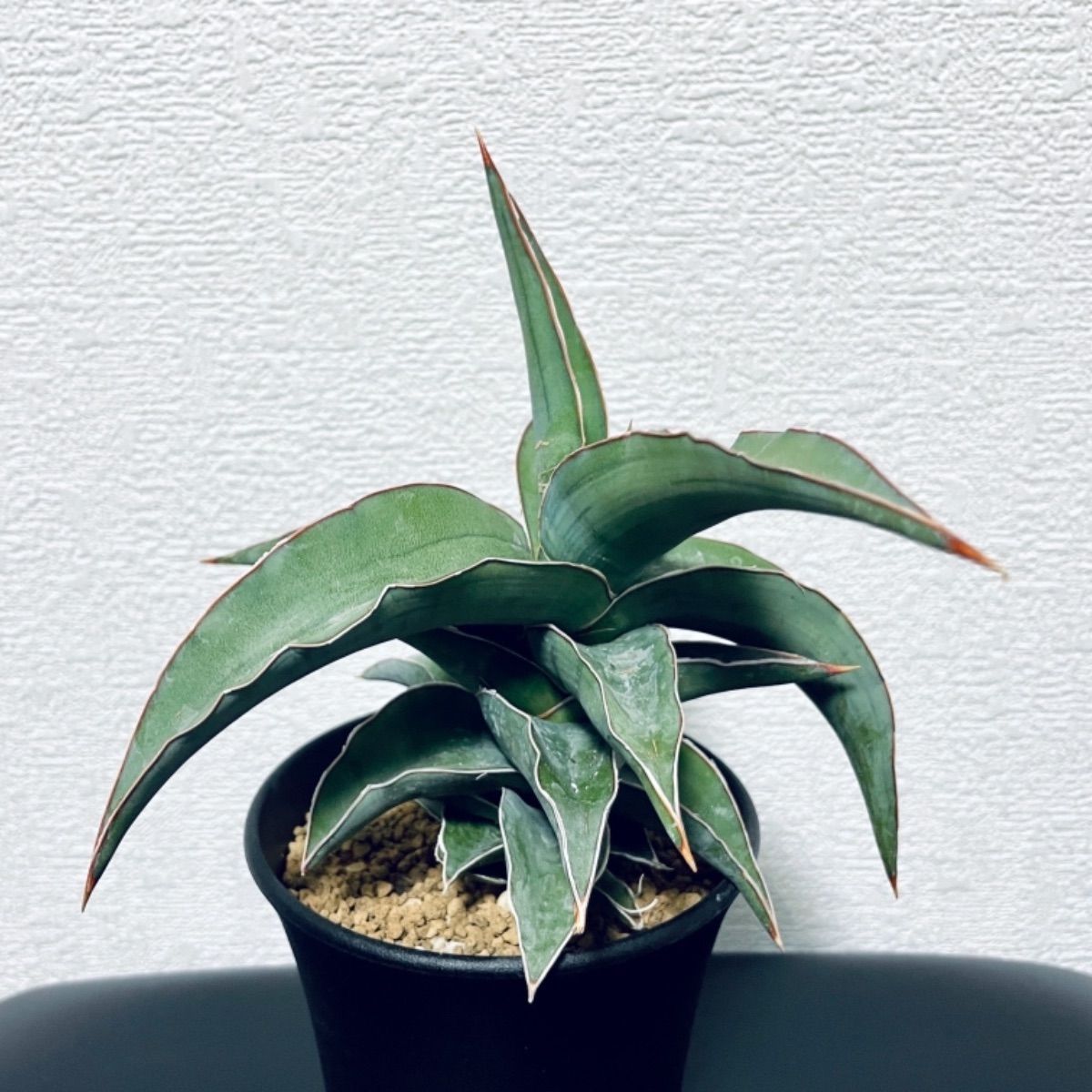 サンスベリア ブルーキュー sansevieria Blue Kew - メルカリ