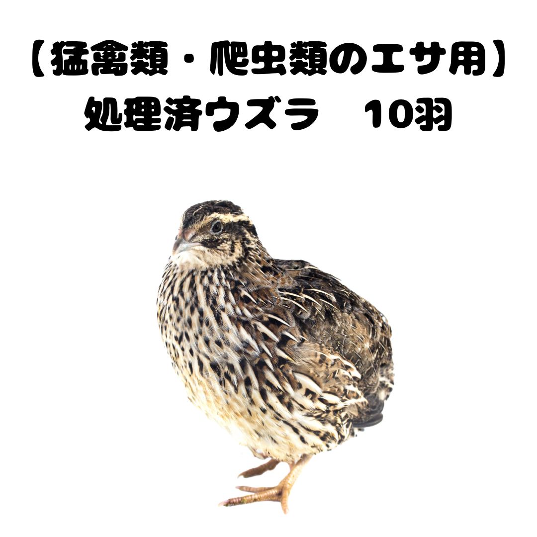 冷凍ウズラ 63羽 処理済み 猛禽類、爬虫類のエサ 冷凍ウズラ 63羽 処理