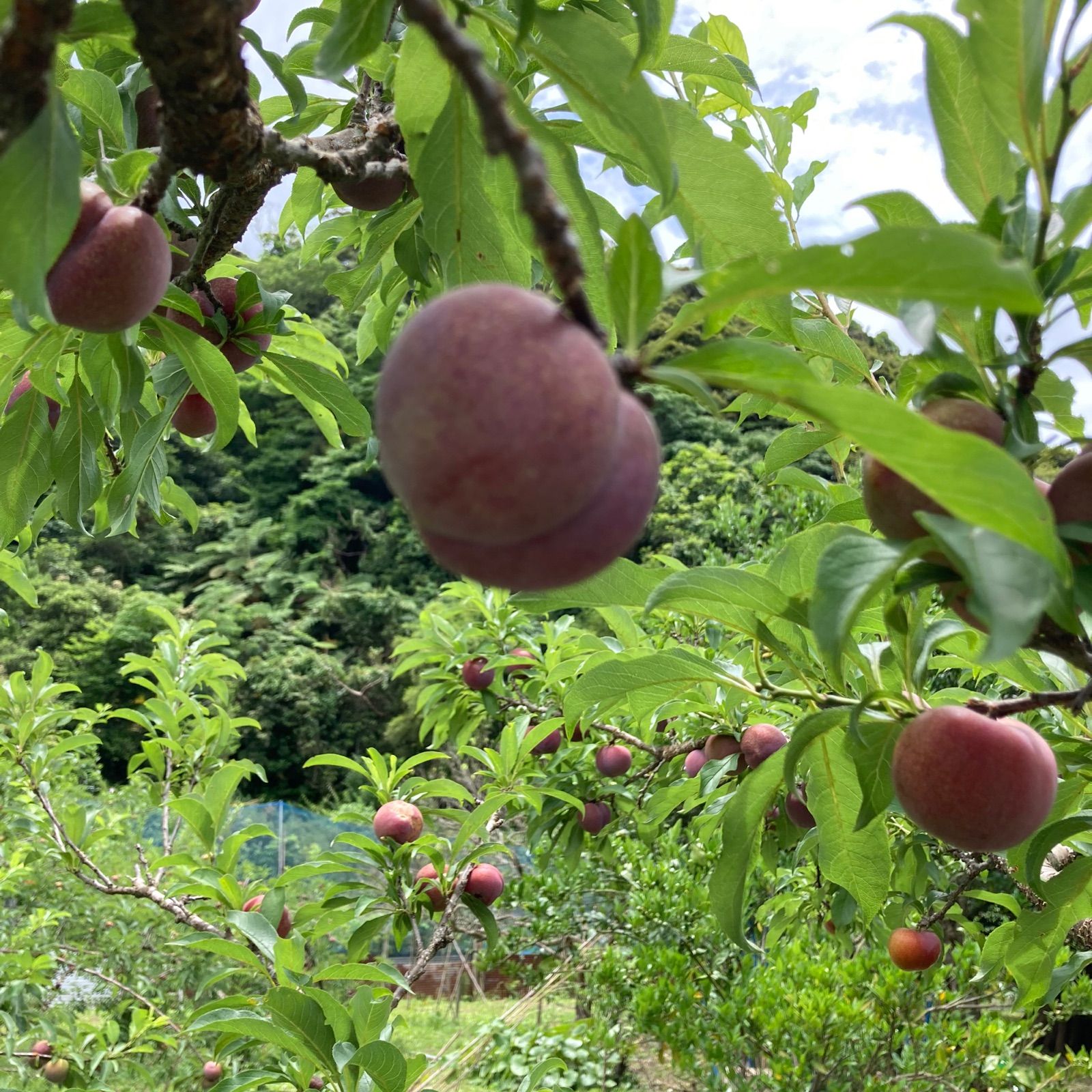 奄美大島産 すもも 5kg 産地直送＊無農薬 - メルカリ