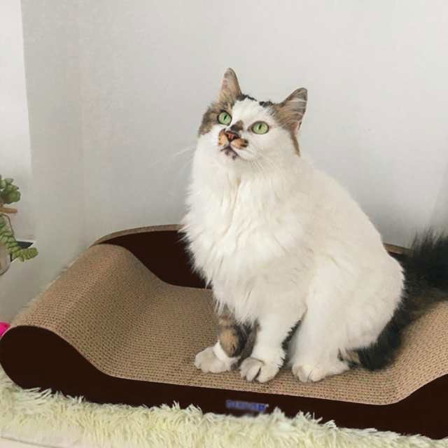 猫用品 CHIs344