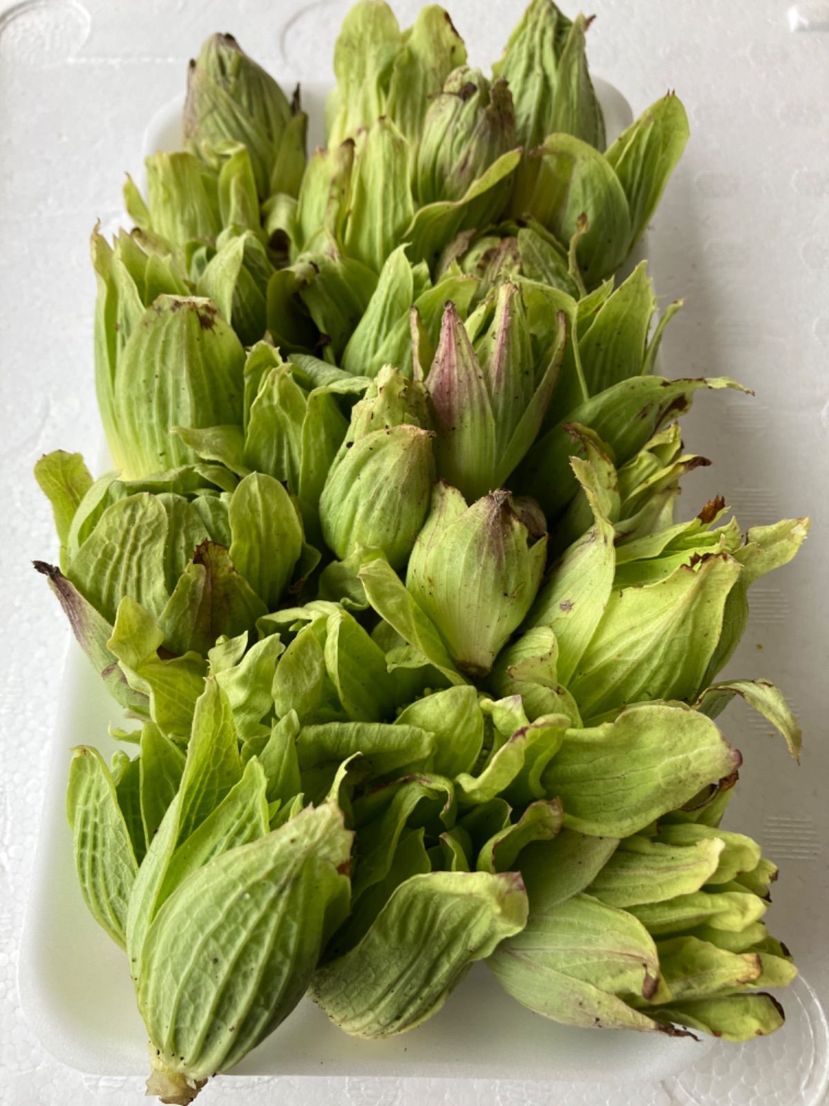 秋田県 天然 朝どれ ふきのとう - 野菜