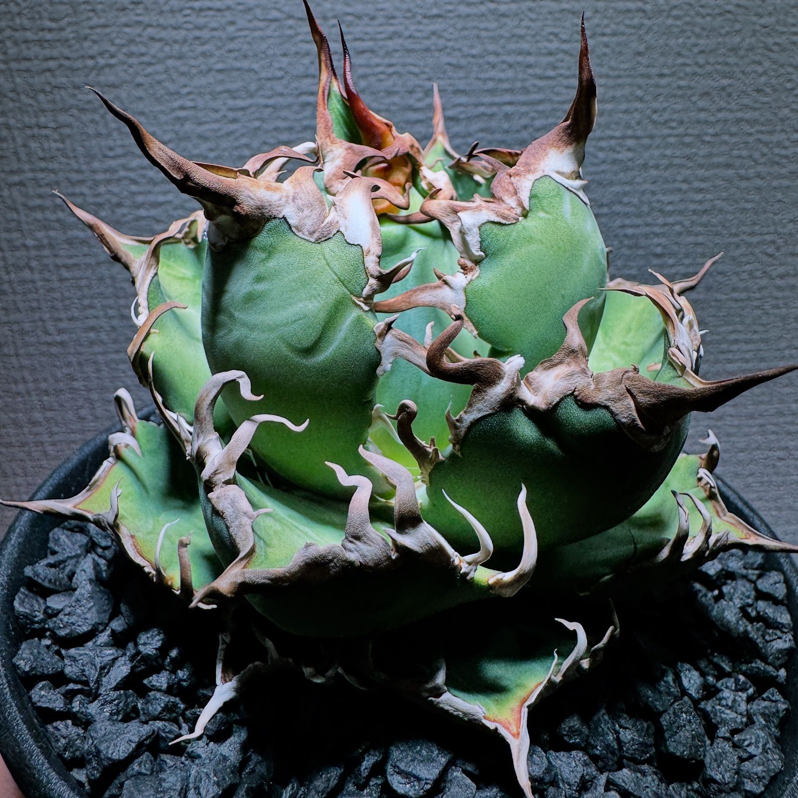 アガベ チタノタ シーザー 中株 アガベ シーザー 中株 アガベ