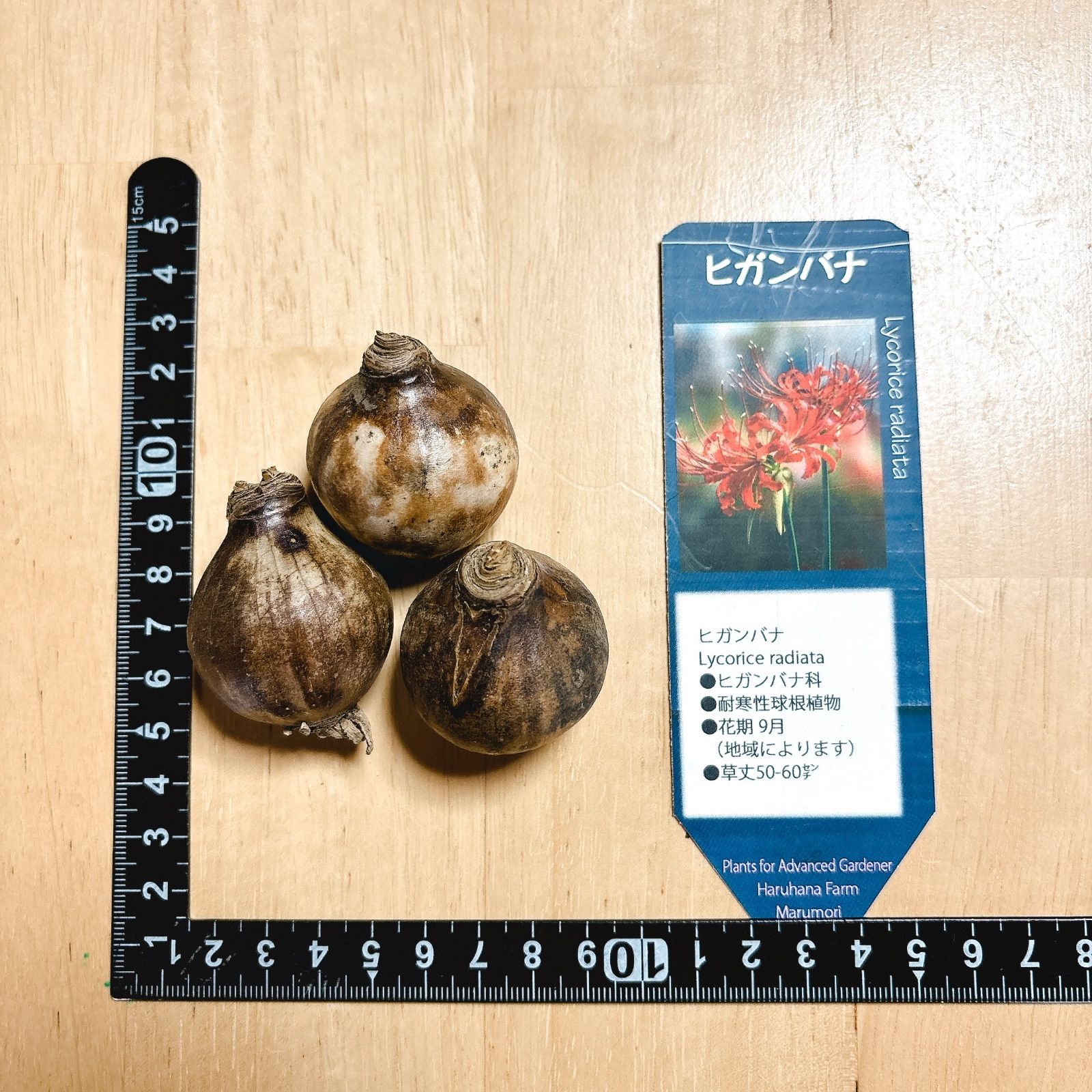 専用です。リコリス大中小球根5400g位