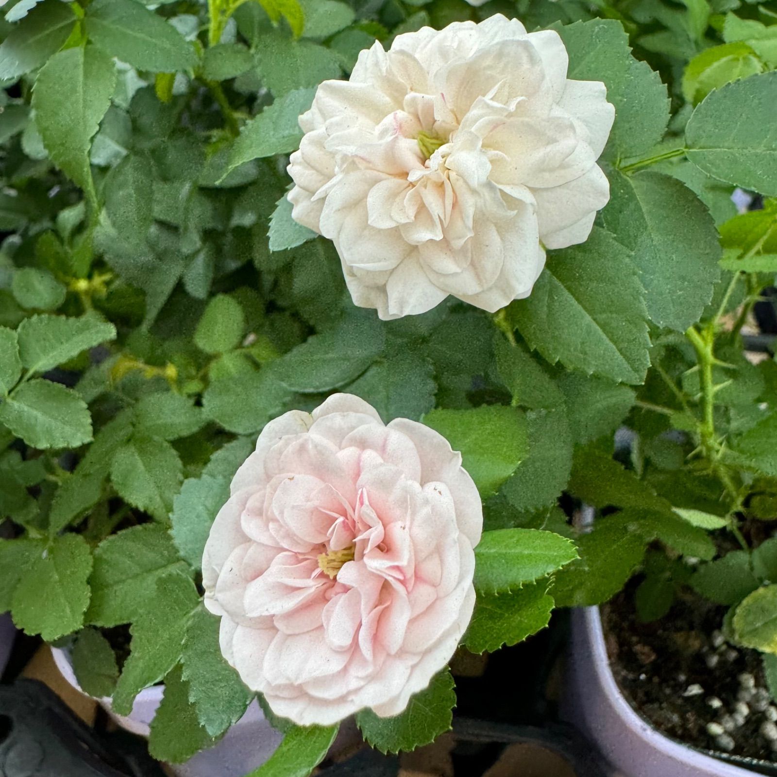四季咲きバラ苗薔薇ガーデンガーデニンググリーンバラ