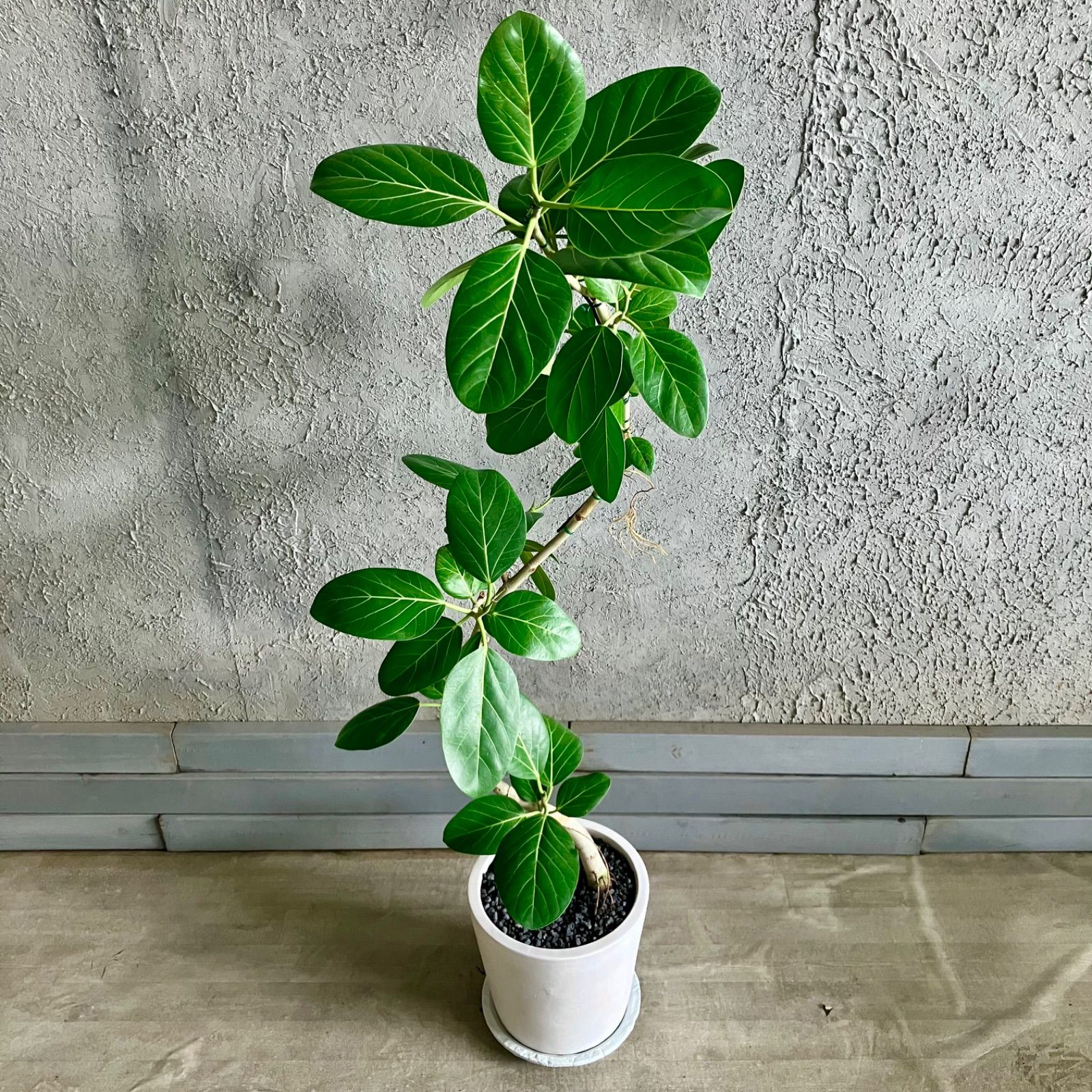 10号 テラコッタ鉢植え