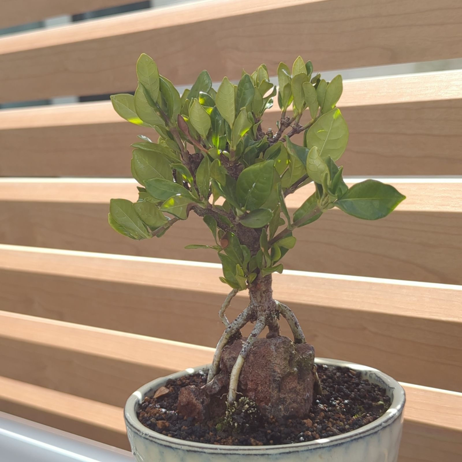 実成クチナシ 石付ミニ盆栽 陶器鉢 - メルカリ