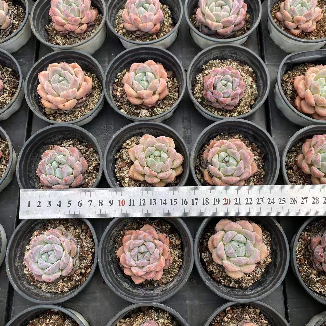 【にこちゃん】彩り野菜の鶏スープごはん 210g 9袋セット にこちゃん様☆専用 にこちゃん】彩り野菜の鶏スープごはん 210g