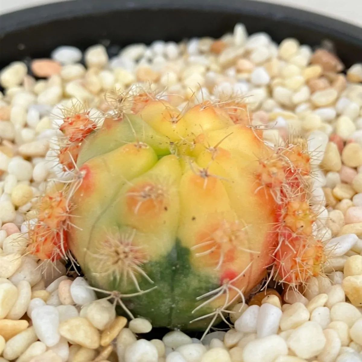 2726 「多肉植物C」ギムノカリキウム ダムシー錦【発根・美株・Gymnocalycium damsii・塊根植物】 - メルカリ