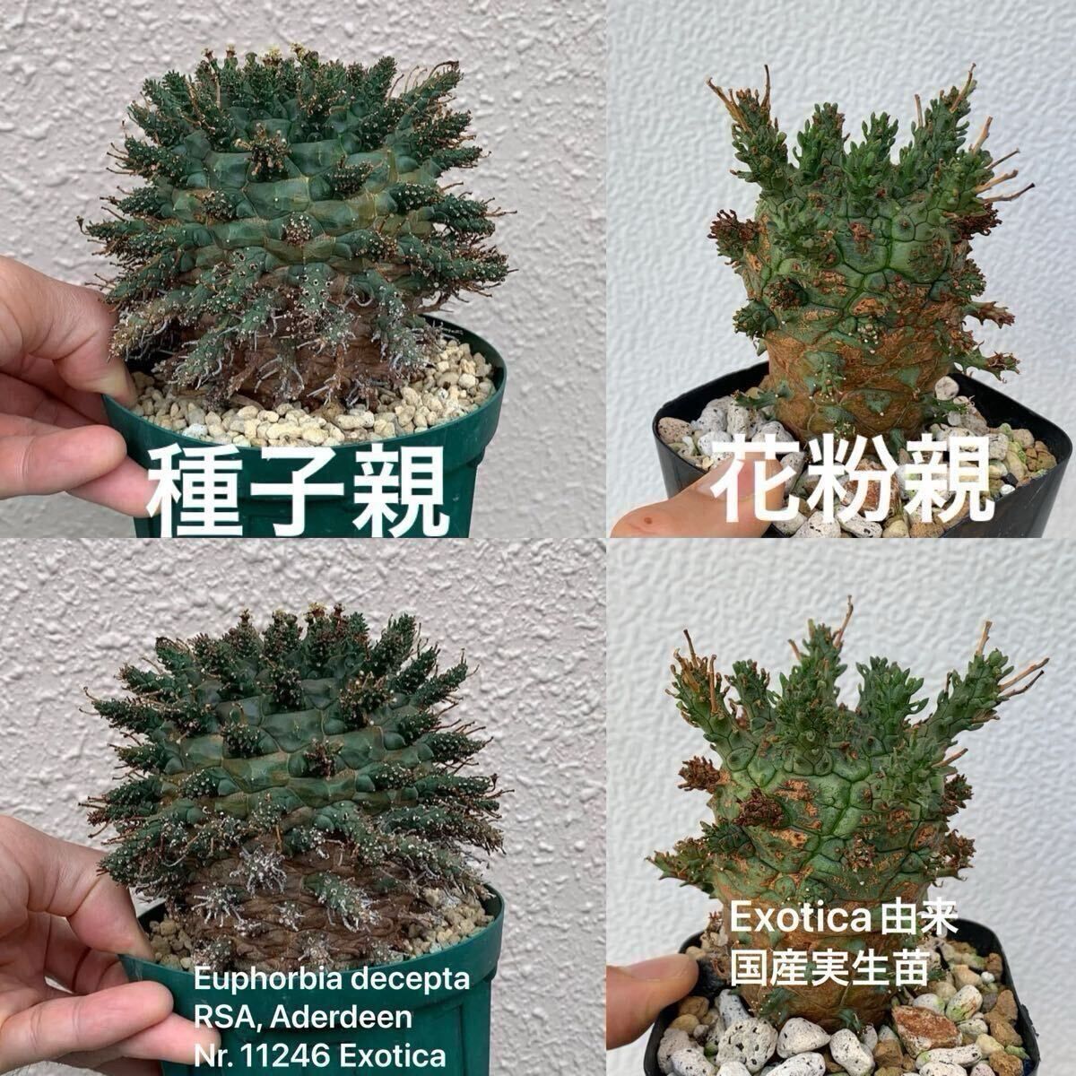 多肉図鑑】ローズセダム（ロディオラ属） くまこさま ローズセダム ☆