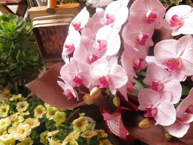 胡蝶蘭 鉢植え ◆ギフト 花鉢 かわいい胡蝶蘭 花言葉は幸福が飛んでくる♪ YUZUMIYA_COM