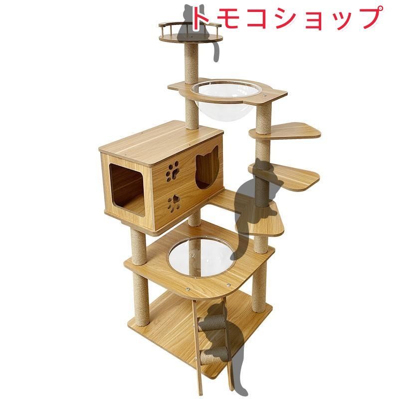 子猫