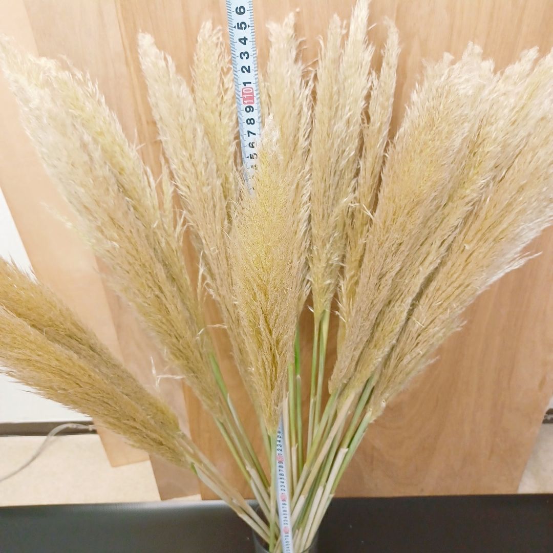 ✨ 天然 パンパスグラス 100~120cm 20本 花材 ドライ インテリア