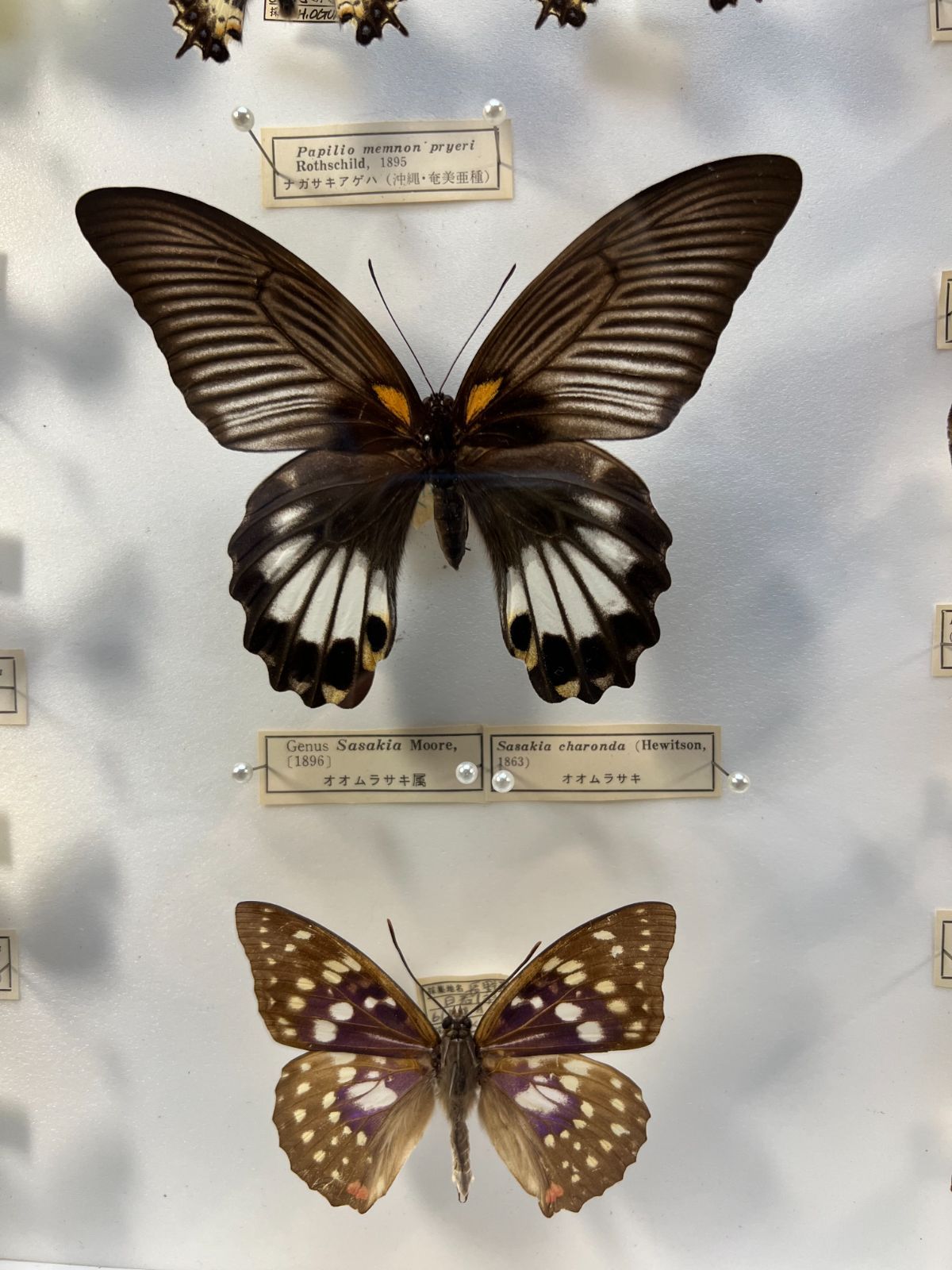 蝶　標本　オオムラサキ　ナガサキアゲハ　スジボソヤマチョウ　ギフチョウなど　37頭　ケース入り-3