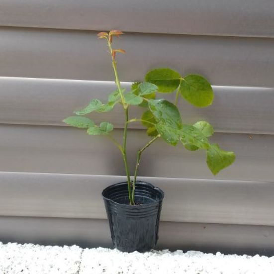 バラ苗　5苗和バラ希少　バラ挿し木 和バラ 和薔薇 挿し木 苗 ⑤ - メルカリ