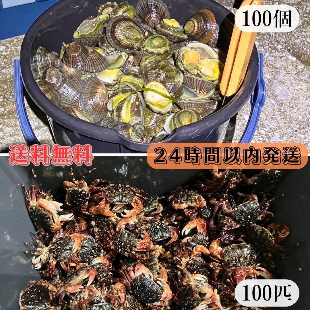 冷凍マツバ貝100個 冷凍イソガニ100匹 石鯛 黒鯛 釣り餌 磯ガニ