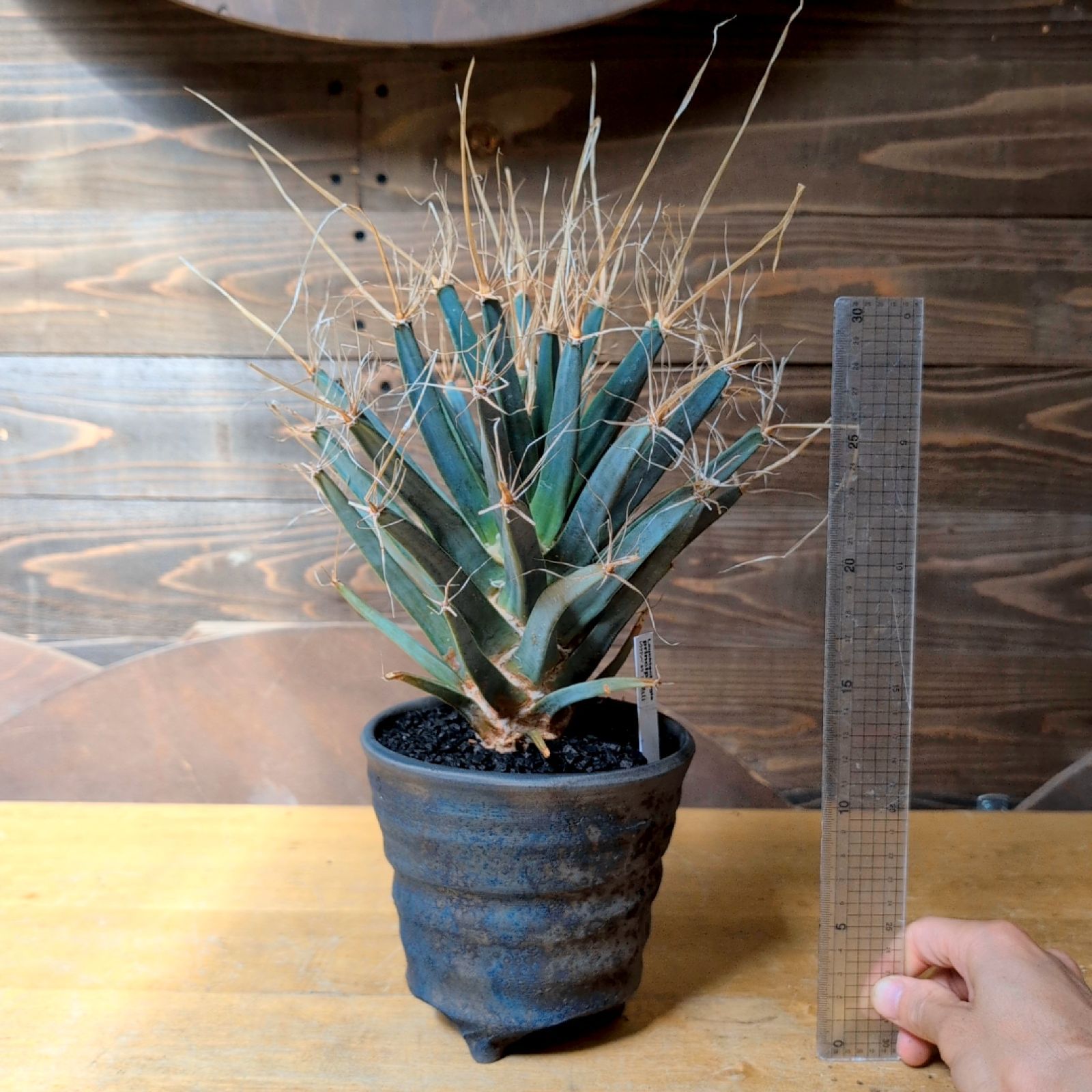 レウクテンベルギアプリンピキス 晃山【現品】鉢のまま発送