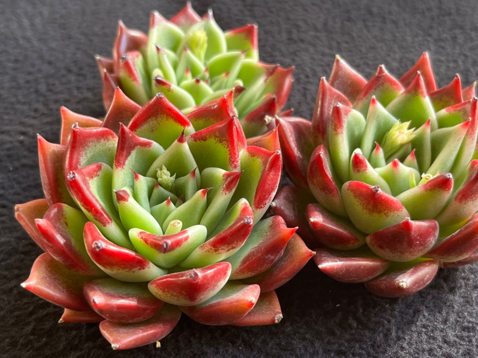 チェアマン　韓国苗 チェアマン 韓国苗 【公式通販】