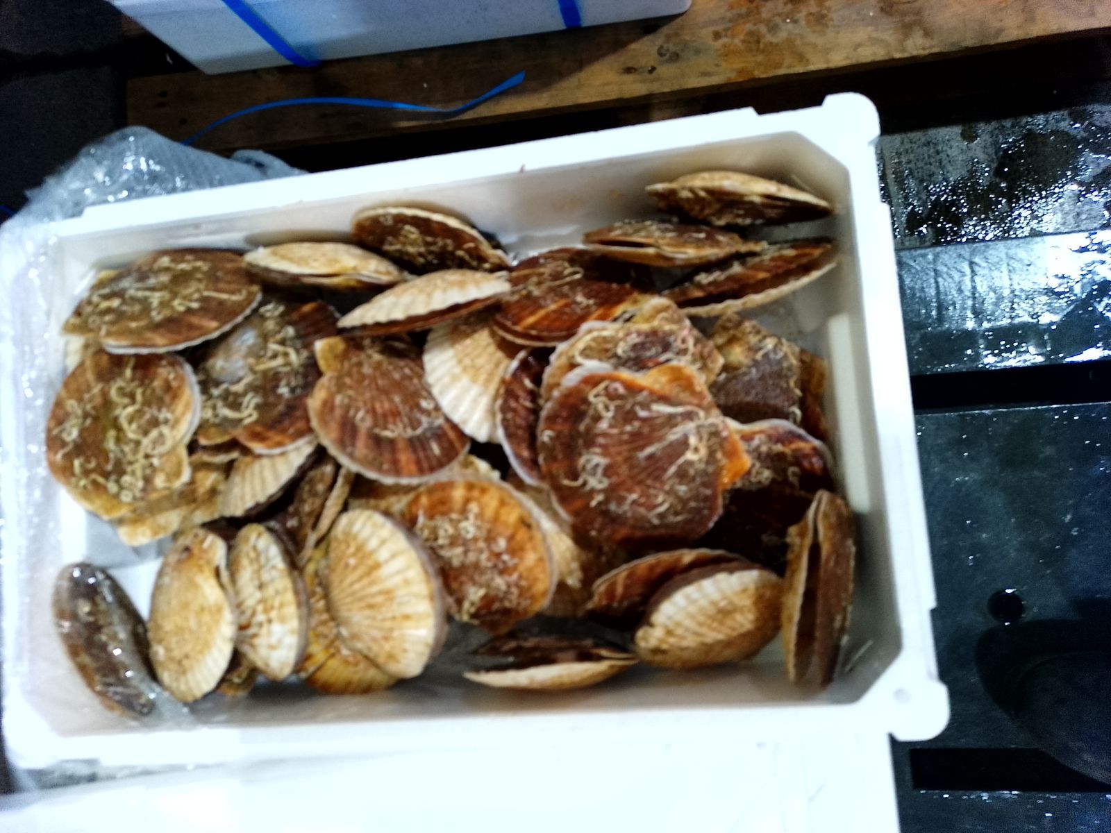 貝付きほたて 活きている 7k１箱