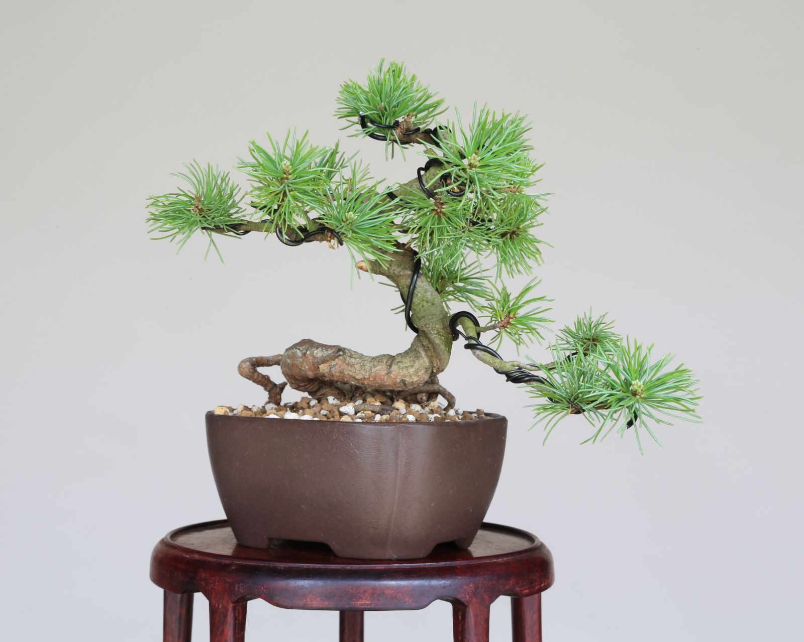 盆栽