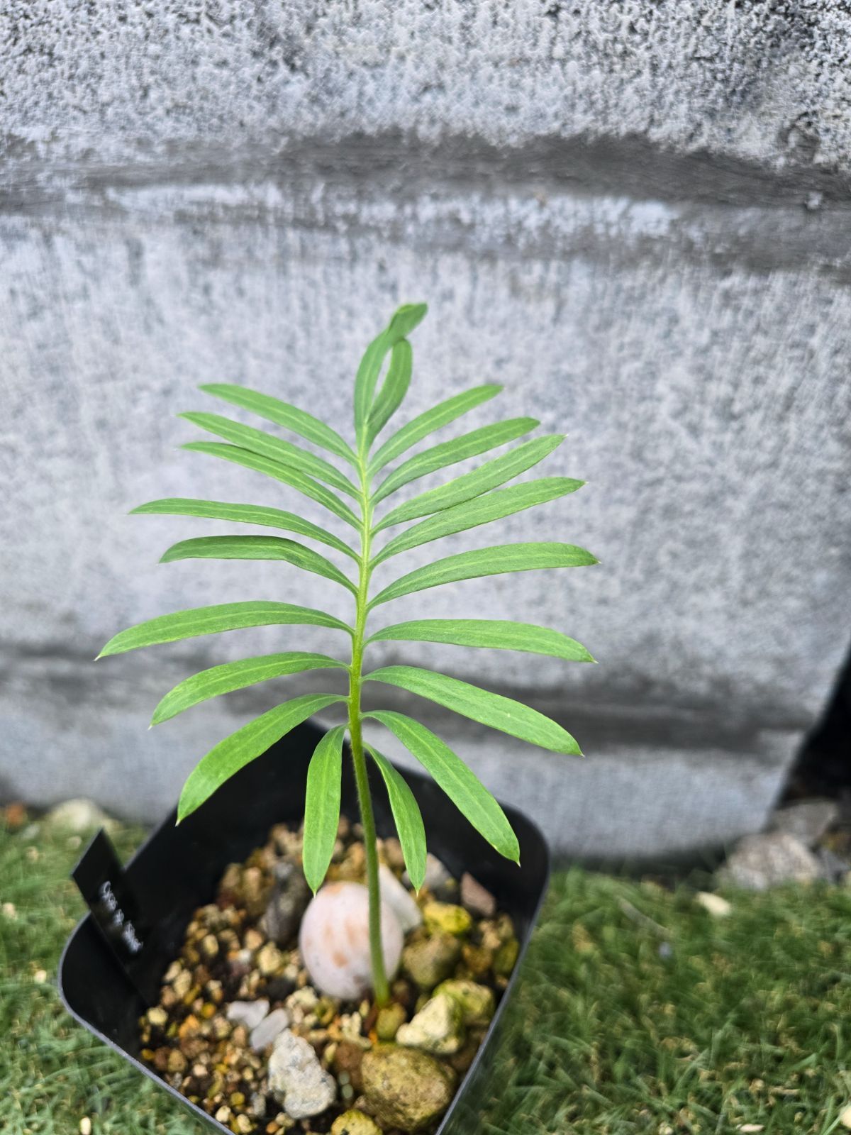サイカス カルシコラ Cycas calcicola 'Blue' 希少 （Cycas