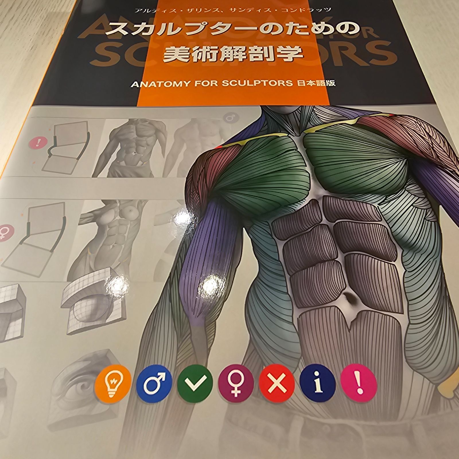 スカルプターのための美術解剖学