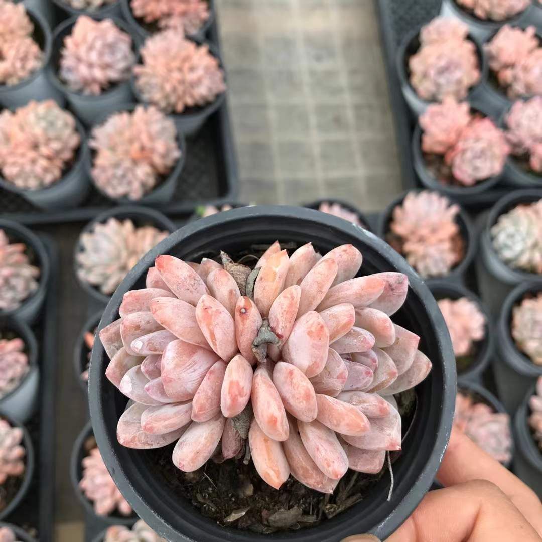 SKL1225×36 モンローダブル 抜き苗 多肉植物 アエオニウム エケベリア 韓国苗