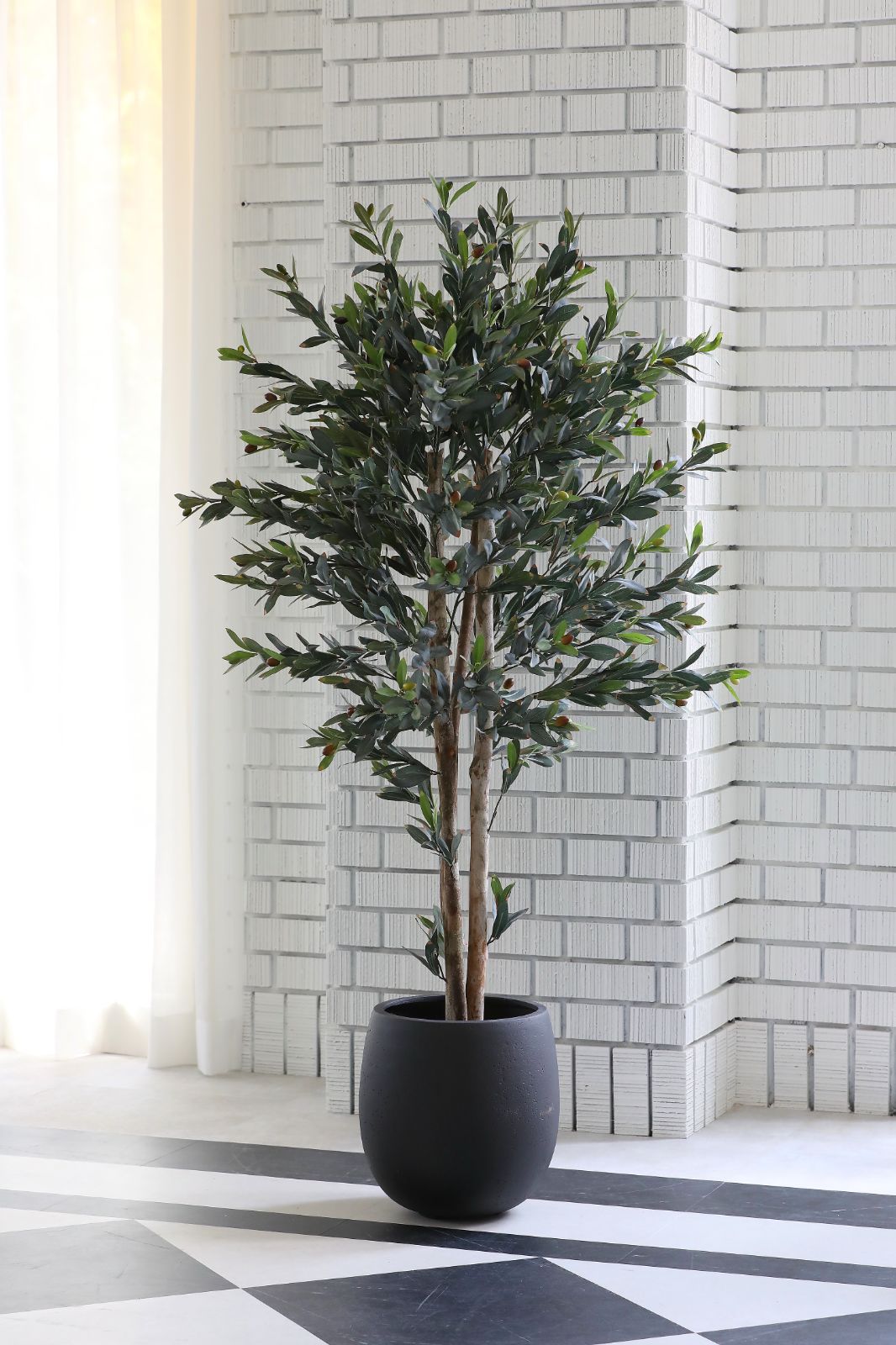 馬酔木（アセビ）盆栽 SS011 馬酔木（アセビ）盆栽 SS011 馬酔木（アセビ）盆栽 SS011 馬酔木