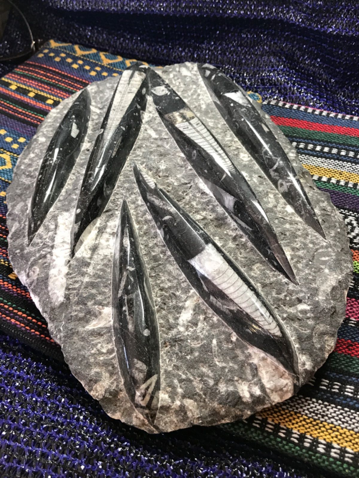 モロッコ産【オルソセラス群/直角貝群】古生代デボン紀/化石[002 モロッコ産【オルソセラス群/直角貝群】古生代デボン紀/約5億〜2億