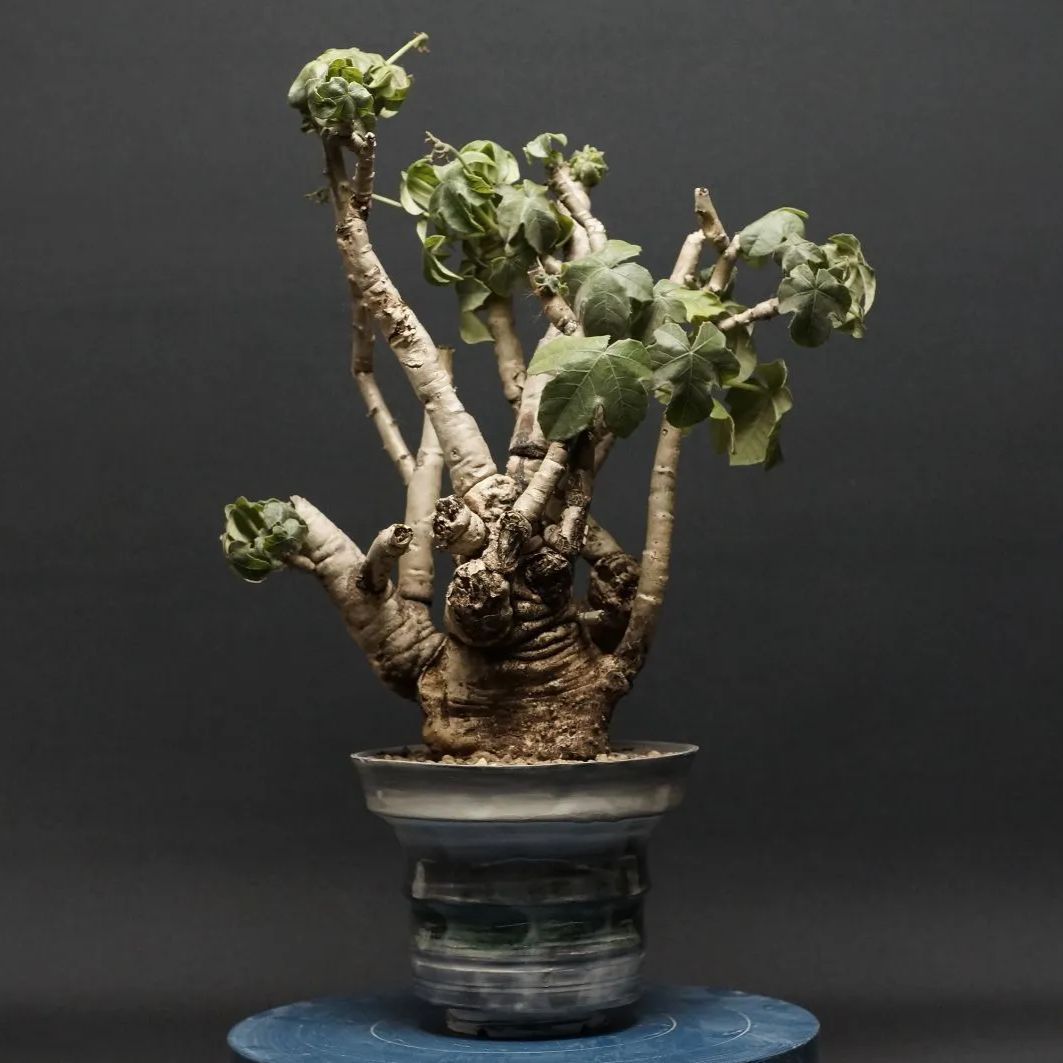 Jatropha spicata ヤトロファ スピカータ 管理2271