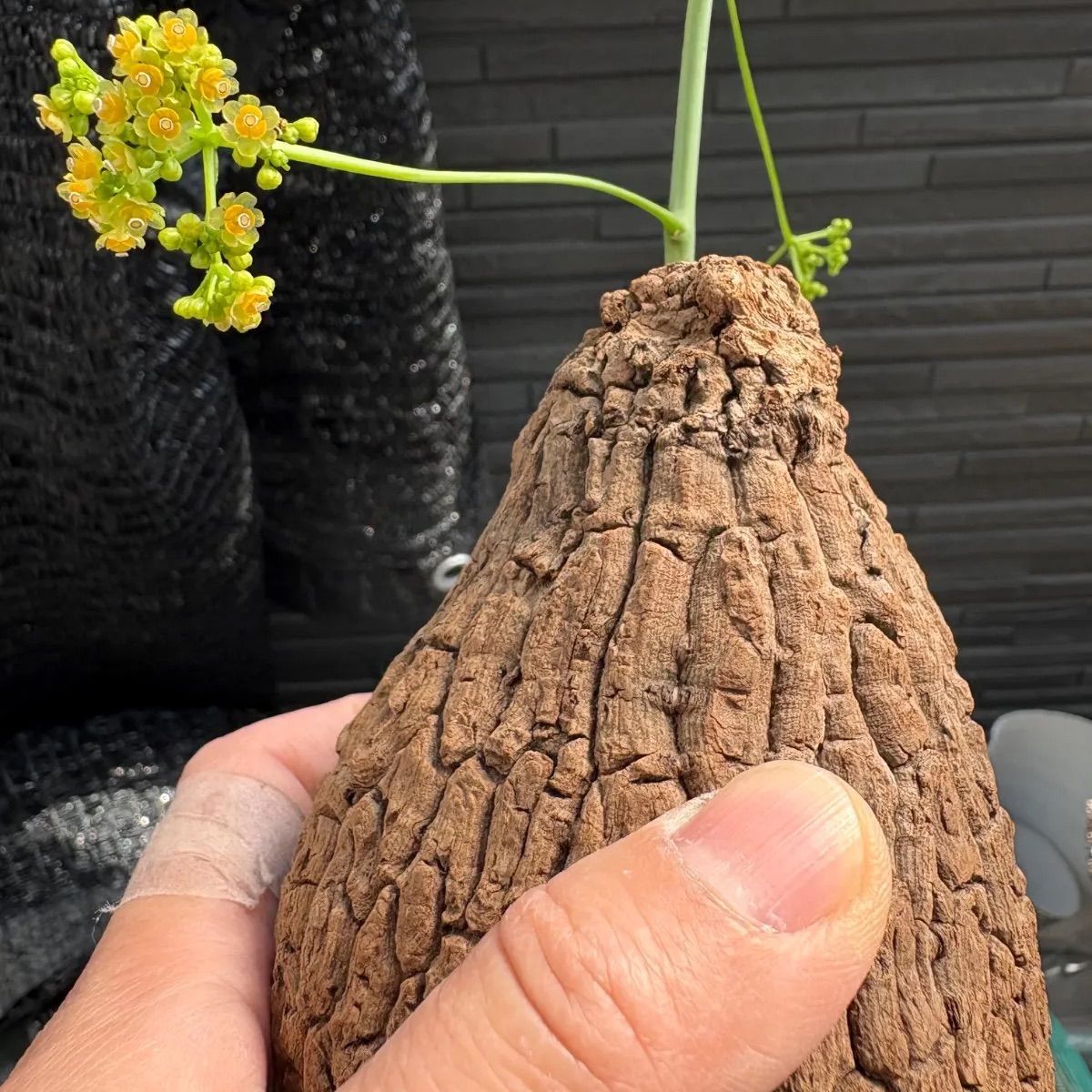 福袋 オンライン ステファニア スベローサ 塊根 発根発芽済み suberosa Stephania 花・観葉植物