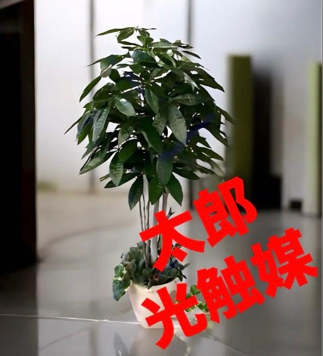 光触媒　人工観葉植物　ウォールグリーン　フェイクグリーン　パキラ下葉付き1267 光触媒 人工観葉植物 ウォールグリーン フェイクグリーン パキラ下葉