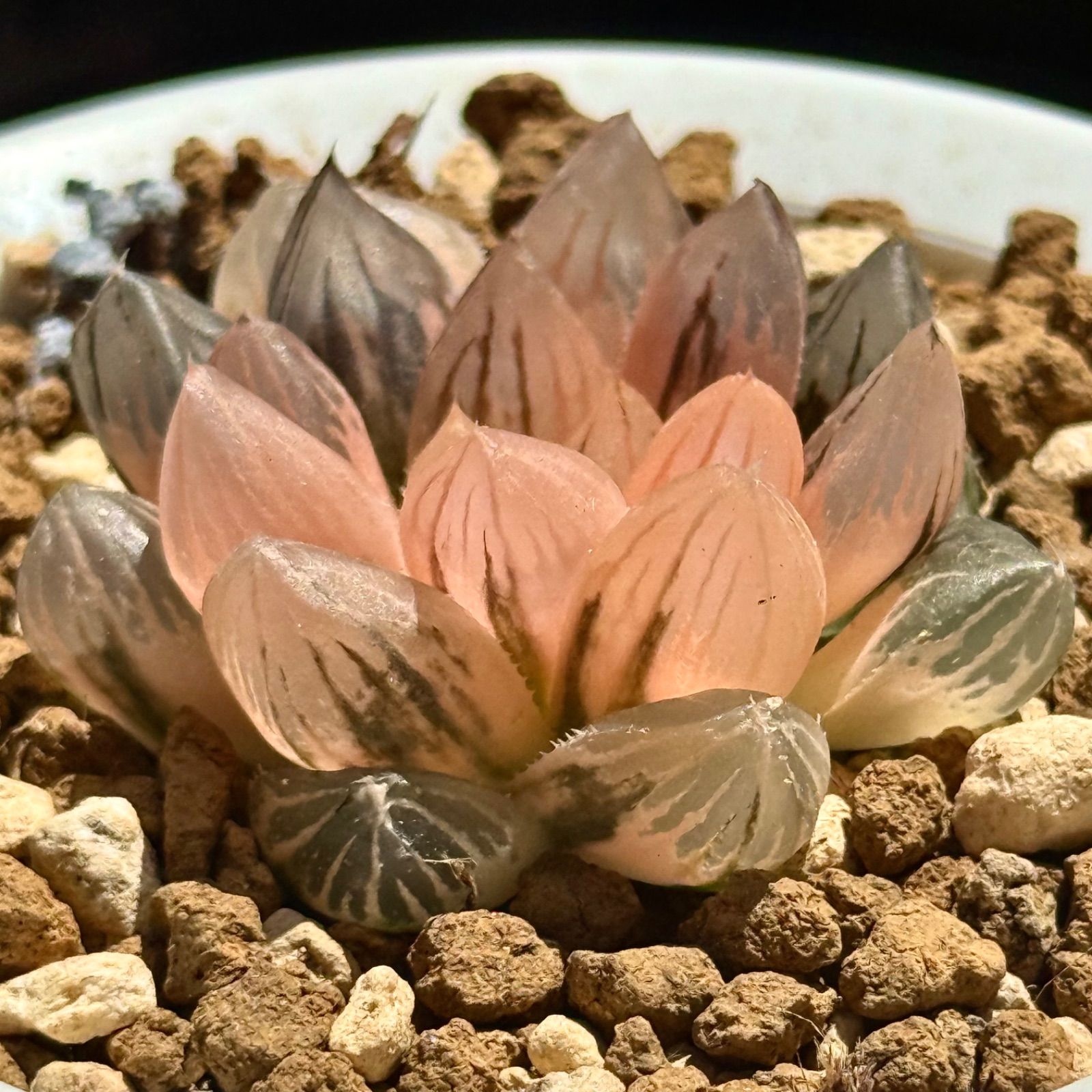 多肉植物 ハオルチア竜爪オブツーサ錦 糊斑