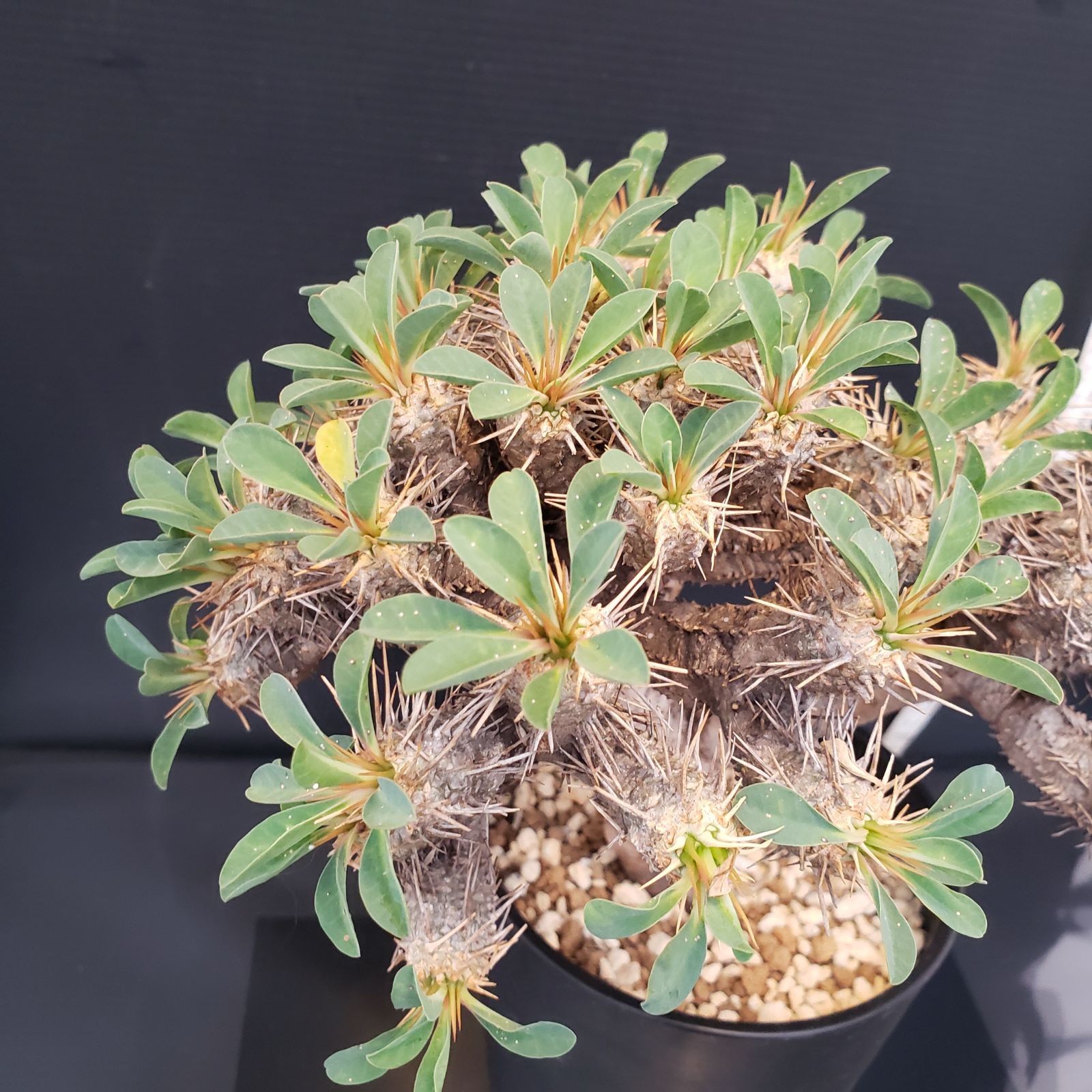 ユーフォルビア　ギラウミニアナ　小型 現地球　発根株（鉢付き） ユーフォルビア ギラウミニアナ 小型 現地球 発根株（鉢付き）