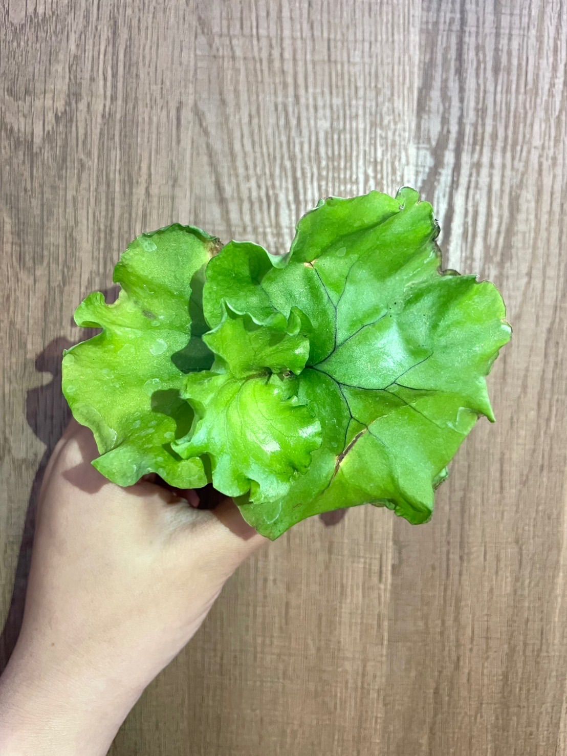 ビカクシダ リドレイ モンキーキング