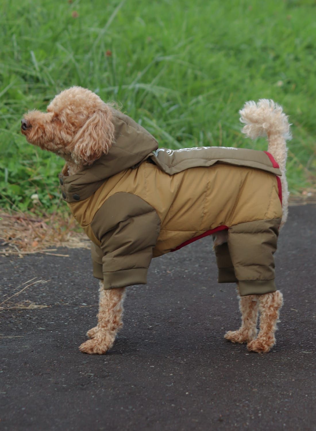 SP Dog Down Jacket　L　Amenitydome（中古3回着用） SP Dog Down Jacket L Amenitydome（中古3回着用） - メルカリ