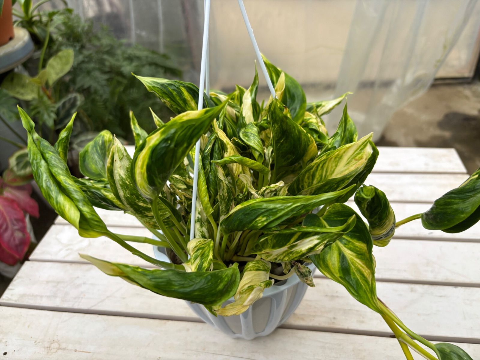 1*0様 天山→濃紺 陶器製 植木鉢 透かし模様 1*0様 天山→濃紺 陶器製 植木鉢 透かし模様
