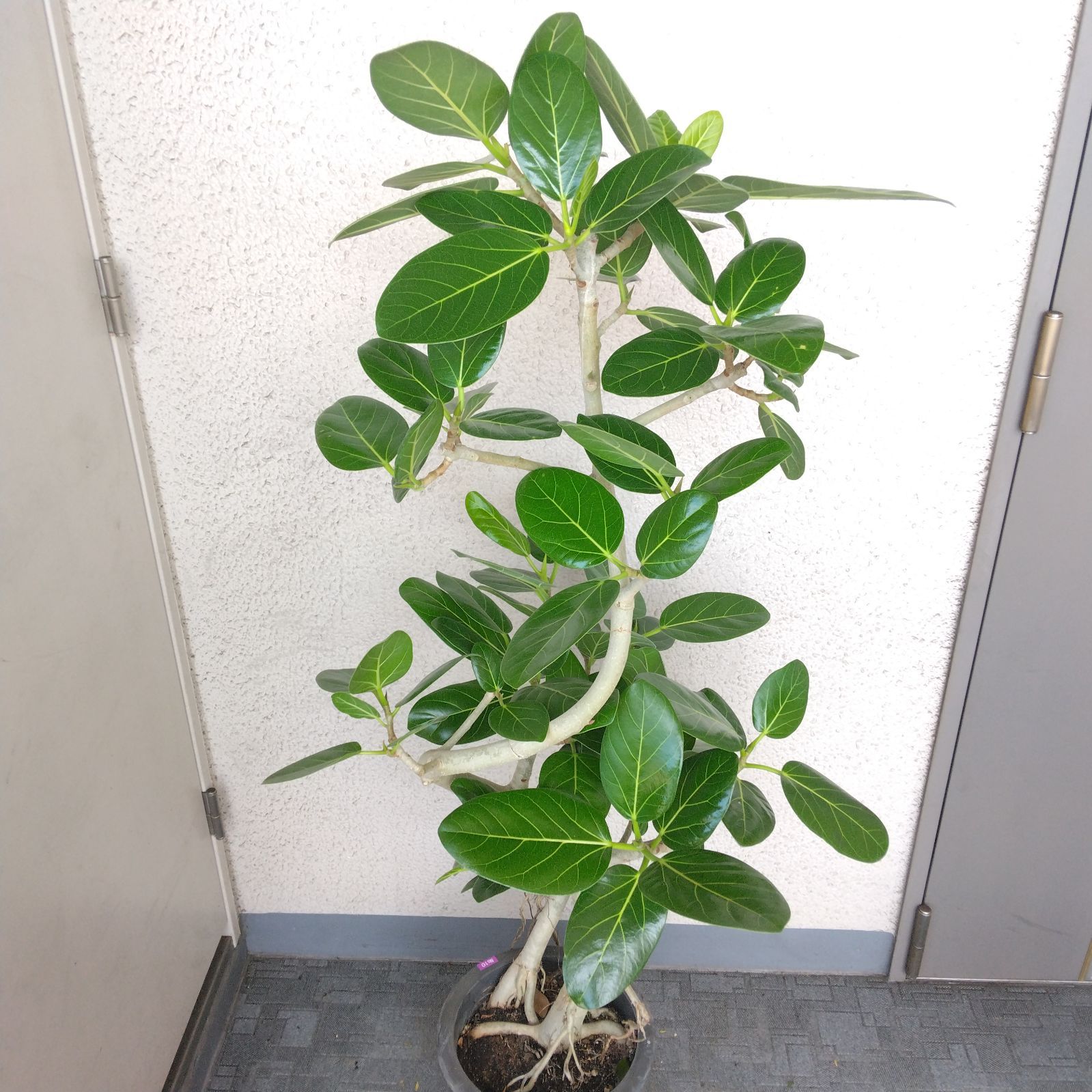 フィカス・ベンガレンシス曲がり‼️沖縄産！ゴムの木❗観葉植物！幹極太高さ162◎ 現品】フィカス・ベンガレンシス曲がり ゴムの木 樹形綺麗