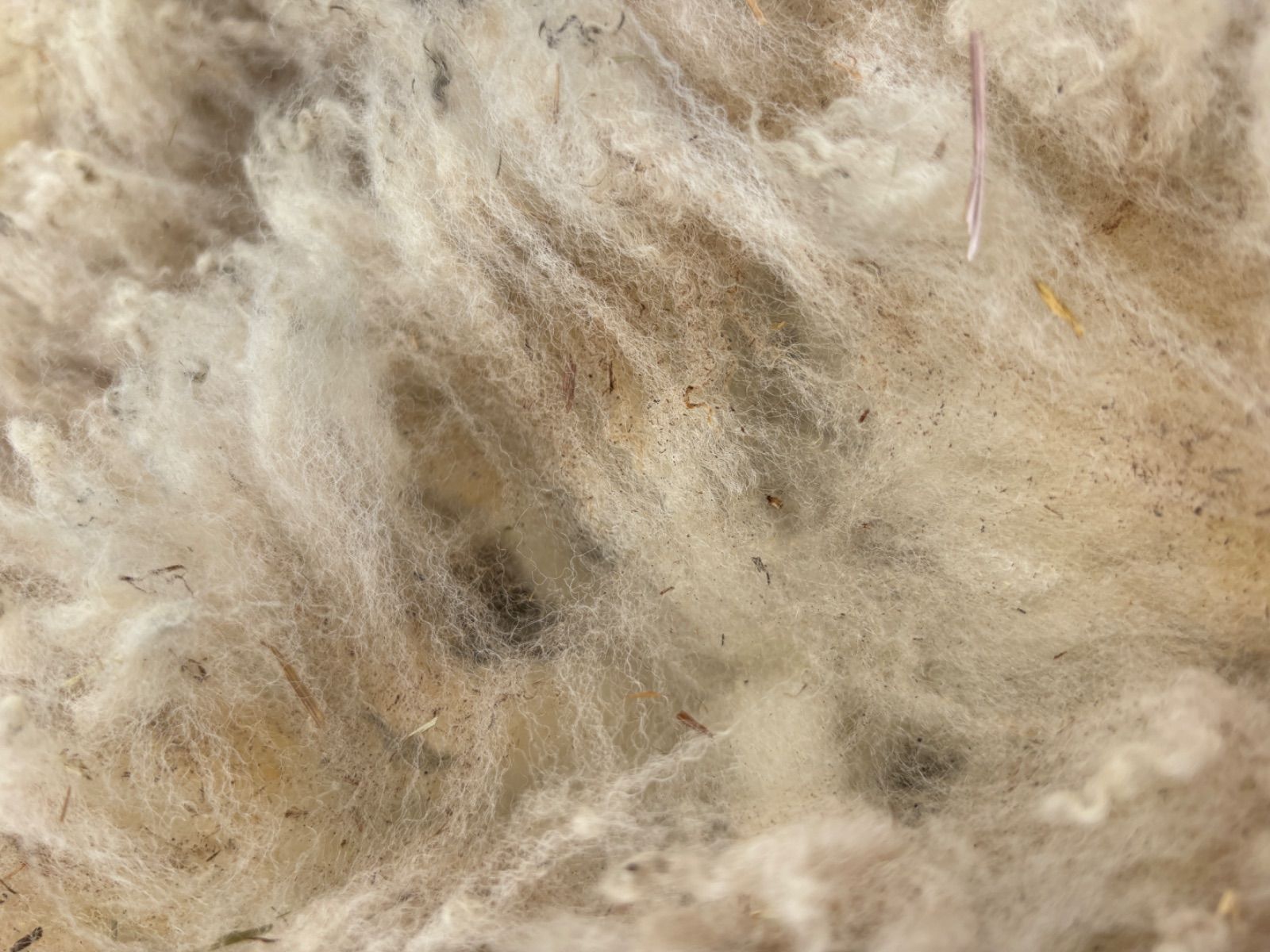 北海道産 テクセル種