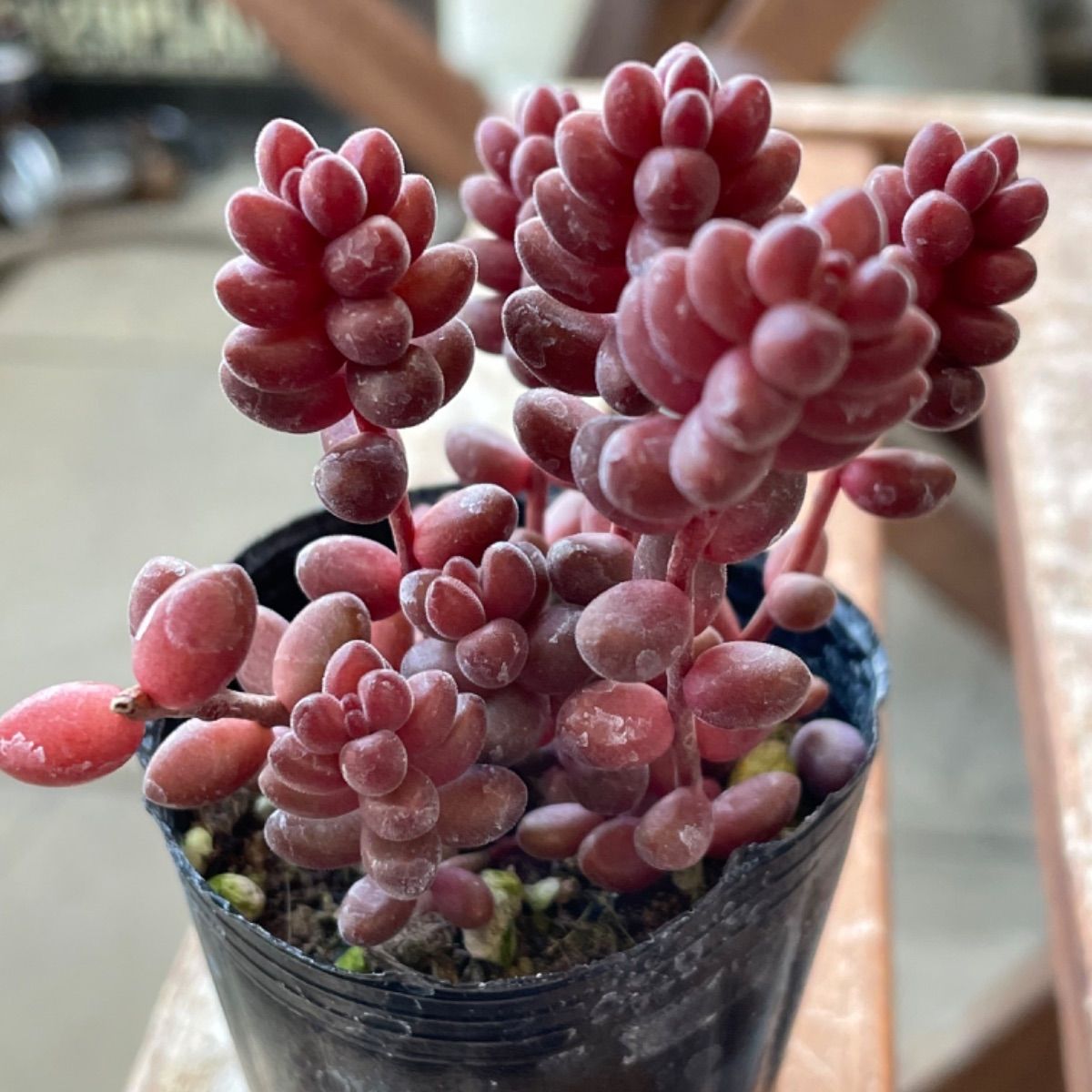 多肉植物 玉葉❣️抜き苗 - メルカリ 多肉植物 玉葉❣️抜き苗 - メルカリ