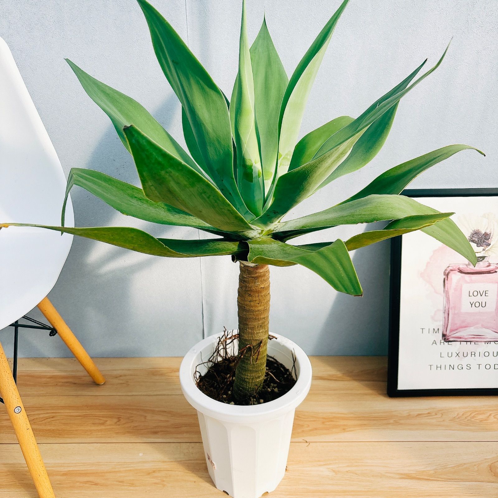 現品】アガベ・アテナータ ボーチンブルー 10号 R5番 観葉植物 10号