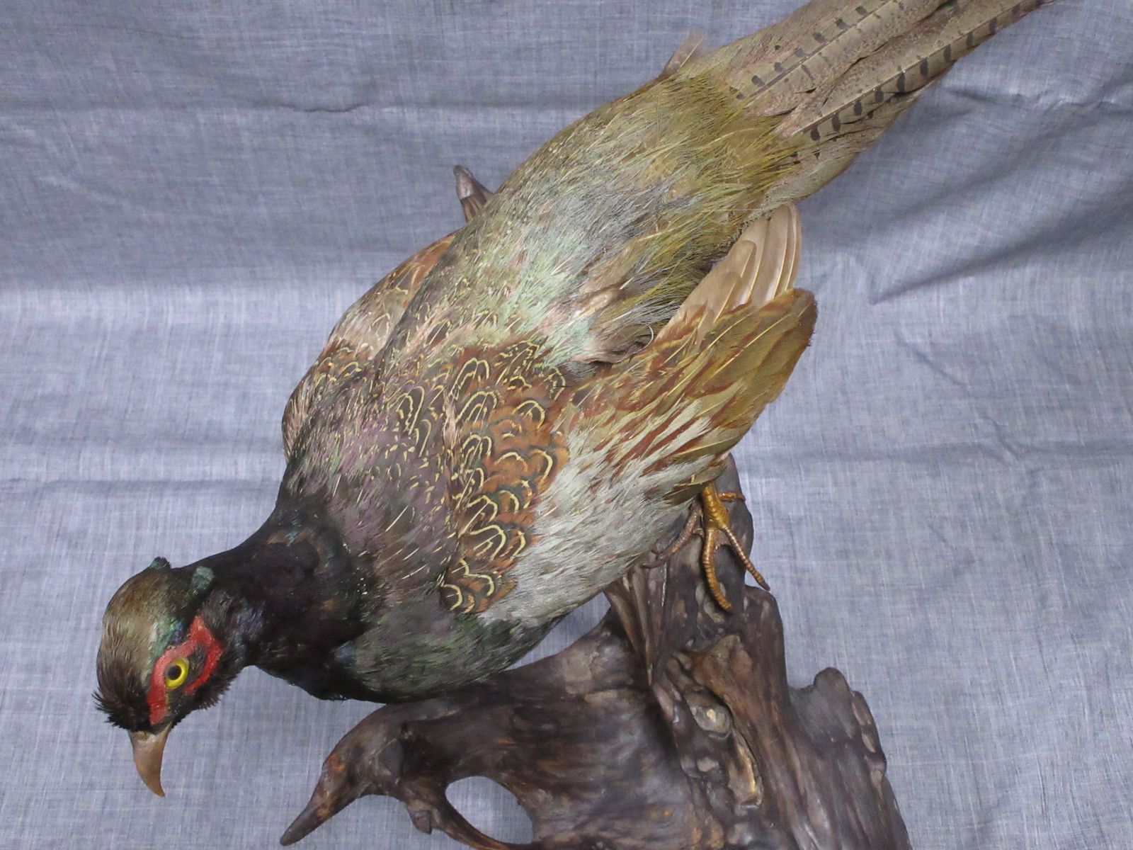 雉(キジ)オス剥製